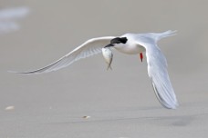 /userimg/oqYdo/roseate tern 1 for print.jpg